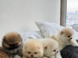 Pomeranian – Sydney
