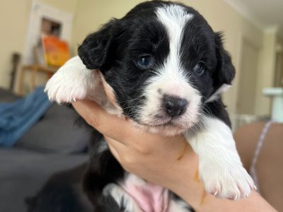 Bordoodle – Sunnybank Hills