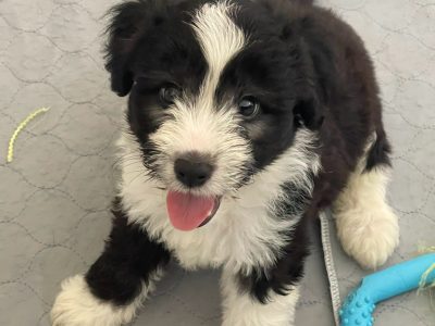 Bordoodle – Sunnybank Hills