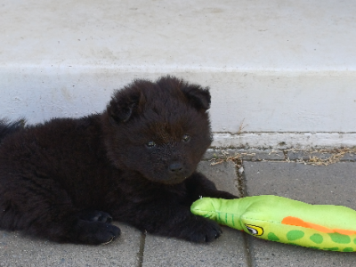 Chow Chow – Lavington