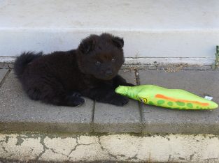 Chow Chow – Lavington