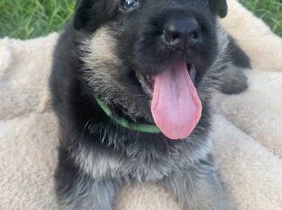 German Shepherd – Rockhampton City