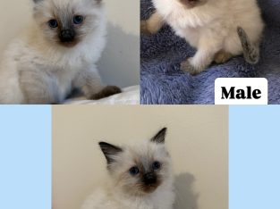 Ragdoll – Warrnambool