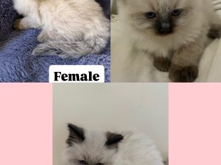 Ragdoll – Warrnambool