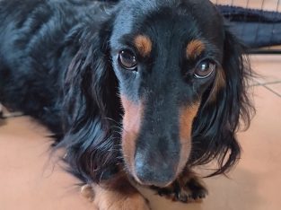 Dachshund – Buccan