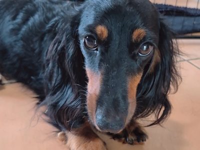 Dachshund – Buccan