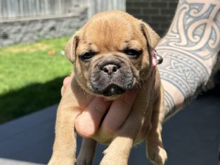 French Bulldog – Maitland