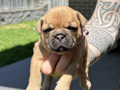 French Bulldog – Maitland