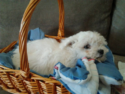Bichon Frise – Sunnybank Hills