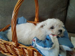 Bichon Frise – Sunnybank Hills