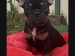 French Bulldog – Central Coast