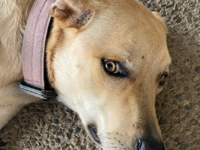 Labrador Retriever – South Maclean