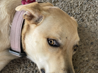 Labrador Retriever – South Maclean