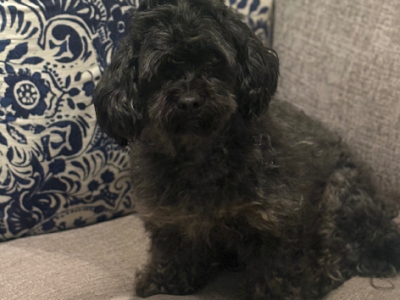 Shmoodle – Bundaberg Central