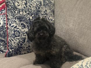 Shmoodle – Bundaberg Central