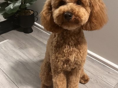 Cavoodle – Banora Point