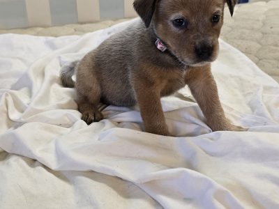 Australian Cattle Dog – Maryborough