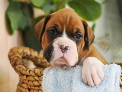 Boxer – Doolandella