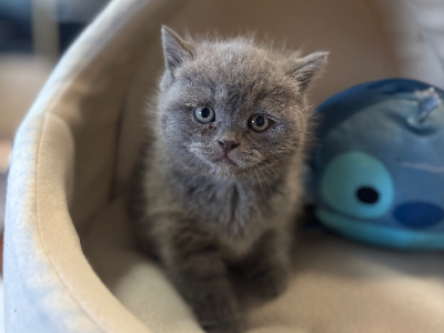 British Shorthair – Alexandra Hills