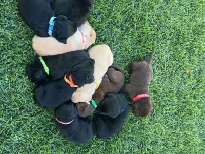 Labrador Retriever – Cessnock