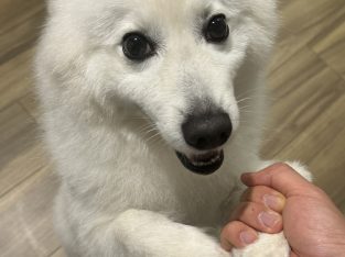 Japanese Spitz – Rosebery