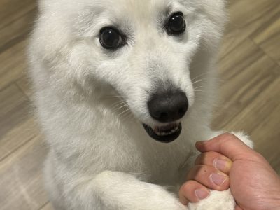 Japanese Spitz – Rosebery