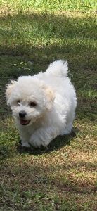 Bichon Frise – Collie