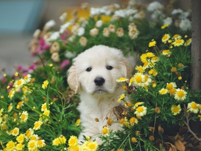 NSW Puppy Farm Laws: What Every Puppy Buyer Should Know