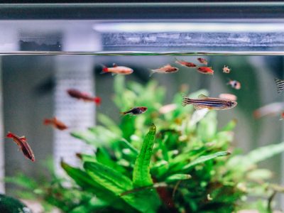 Essential Aquarium Supplies