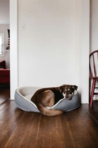 dog sleeping on dog bed