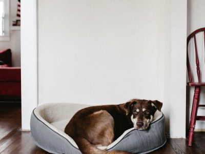 Dog Beds in Australia: Finding the Perfect Snooze Spot for Every Breed