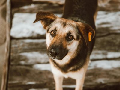 Where Can I Adopt a Puppy in Australia