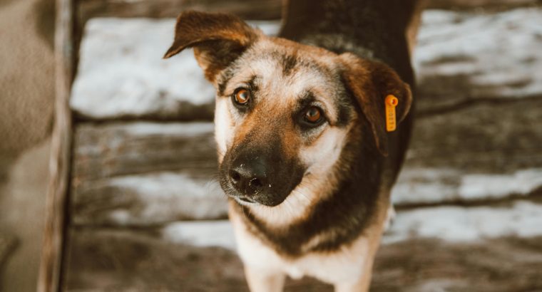 Where Can I Adopt a Puppy in Australia