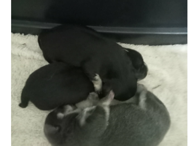 Chihuahua – Murray Bridge