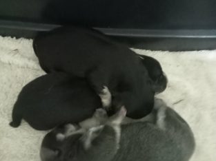 Chihuahua – Murray Bridge