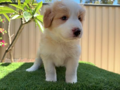 Border Collie – Midland