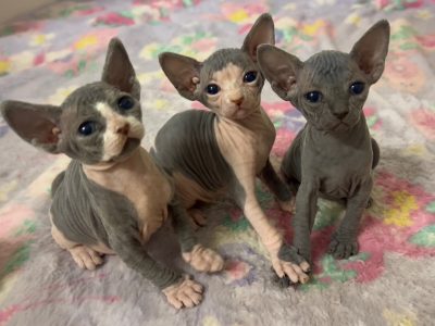 Sphynx – Baulkham Hills