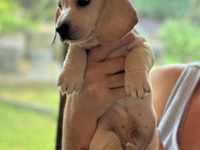 Miniature Dachshund – Kingaroy