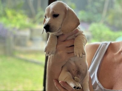 Miniature Dachshund – Kingaroy