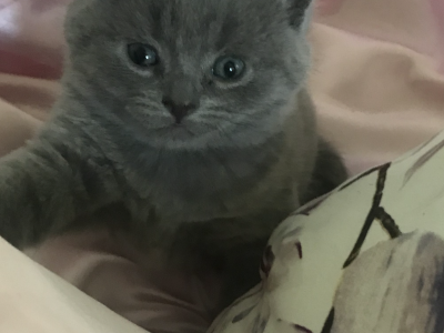 British Shorthair – Pakenham