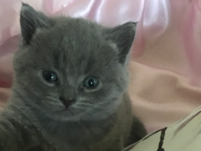 British Shorthair – Pakenham
