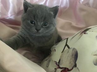 British Shorthair – Pakenham