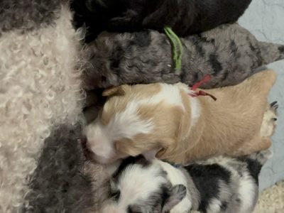 Labradoodle – Hervey Bay