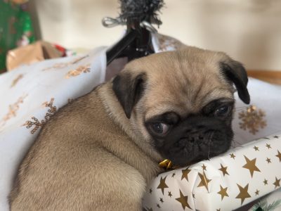 Pug – Hamilton Hill