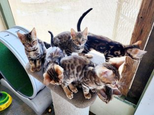 Bengal – Barmedman