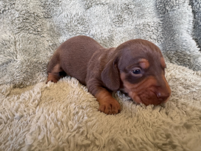 Miniature Dachshund – Howlong