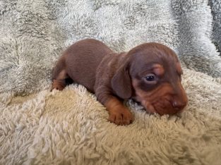 Miniature Dachshund – Howlong