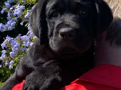 Labrador Retriever – Dunedoo
