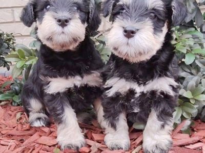 Schnauzer (Miniature) – Beaudesert