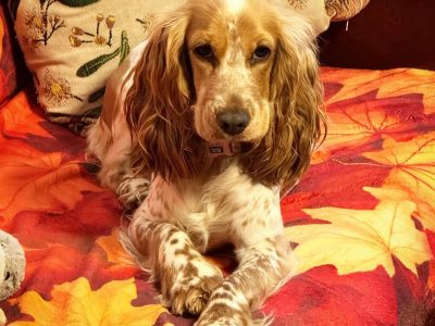 Maltalier – Mount Barker